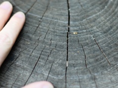 Wystarczy kilka otworów i jeden składnik. Pień znika bez kopania i wysiłku