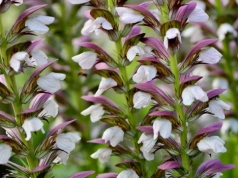 7 roślin, które przetrwają upał bez podlewania. Ogrodnicy nie mogą się nimi nacieszyć