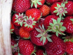 Ile zapłacimy za polskie truskawki? Gorszego scenariusza nie chcesz znać