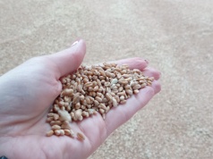 Więcej zbóż, więcej zapasów. Czy ceny pójdą w dół?