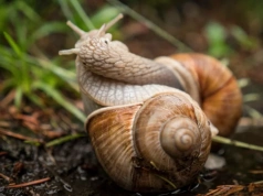 Rozsypuję ten proszek i ślimaki znikają. Ogród wreszcie przestaje być ich stołówką