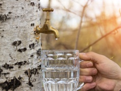 Oskoła to wiosenny eliksir prosto z drzew. Sięgnij po niego właśnie teraz