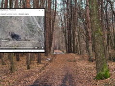 Natknęli się na potężnego drapieżnika w Bieszczadach. "Oko w oko"