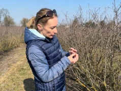 Jakie nawozy wiosną podać aronii? Sprawdź, co radzi dr inż. Diana Wieczorek!