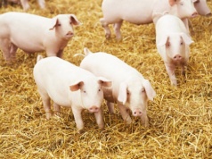 Zakłady mięsne rywalizują o żywiec wieprzowy, ale podwyżki w skupach uspokoiły się