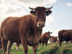 Mięso z progesteronem trafiło do Polski. Jest ostrzeżenie