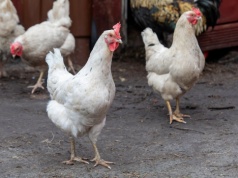 Setki tysięcy kur wybite. Wirus sieje spustoszenie w Niemczech i Hiszpanii