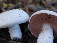 Pieczarka łąkowa jest smacznym i aromatycznym grzybem. Jak ją rozpoznać?