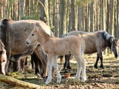 Wiosna nadciąga galopem. Stado koników polskich z Nadleśnictwie Kliniska znów się powiększa
