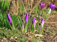 Pierwszy dzień astronomicznej wiosny