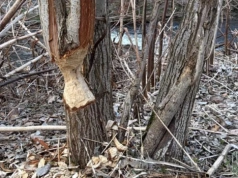 Bobry szaleją w Cieplicach. Zobaczcie co się dzieje wzdłuż rzeki