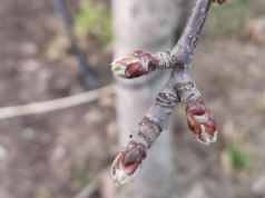 Nie dziś, ale już za chwilę. W sadach może otworzyć się bardzo dobry termin na oleje