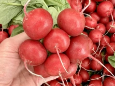 Pierwsza polska rzodkiewka już na Broniszach. Zaskakująco niska cena