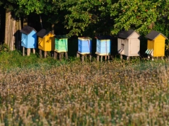 Od hobby do biznesu - jak pasieka może zarabiać dla Ciebie przez cały rok?