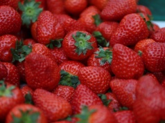Dobrze przezimowały, ale to nie wszystko. Ile będą kosztować polskie truskawki?
