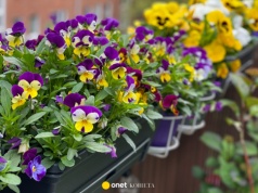 Jak sadzić bratki, by kwitły długo? Jeden błąd wszystko psuje