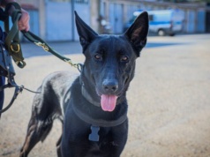 Hades – nowy funkcjonariusz na czterech łapach