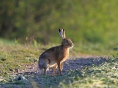 Jak odróżnić zająca od królika? Wyjaśniamy najważniejsze różnice
