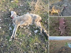 Stracił 60 zwierząt, zapłacili za 10. „Zabrakło mi stada”