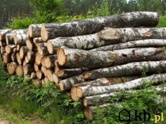 Wyciął drzewo w ogrodzie bez dopełnienia formalności. Po donosie sąsiada dostał potężną karę