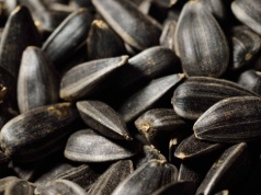 Kolejne dostawy żywności z państw Mercosuru zawierające trujące substancje