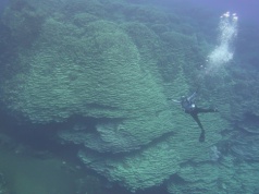 NOAA zmierzyła największą na świecie kolonię koralowców Porites