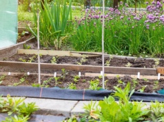 Ogrodnicy popełniają ten błąd każdego roku. Marchew przestaje rosnąć jak powinna. Nie rób tego