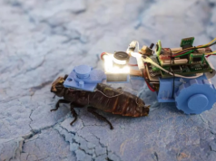 Karaluchy-cyborgi ruszają do pracy. Sprawdzą rurociągi i kanały