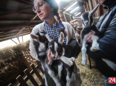 Kozie trojaczki przyszły na świat w Klecinie pod Świdnicą. Maluchy można odwiedzić