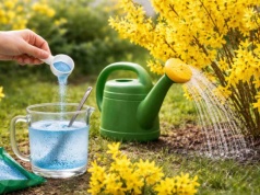 Wlej to pod forsycję tylko raz. Będzie kwitła najdłużej w okolicy