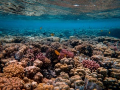 Czyste powietrze szkodzi Wielkiej Rafie Koralowej. Paradoks ekologicznych regulacji