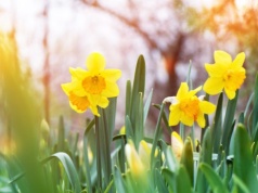 Pogoda na weekend | Początek wiosny bez deszczu