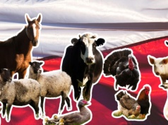 Polska to gigantyczna ferma. Na naszym podwórku doliczono się 364 mln zwierząt