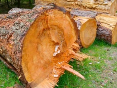 Ochrona kuleje, a rząd nie wywiązał się z obietnic. Lasy Państwowe odpowiadają społecznikom