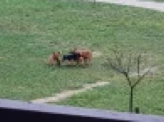 4-latek kolejną ofiarą agresywnych psów