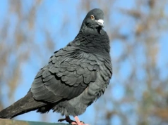 Umieść to na balkonie, a gołąb nawet nie podleci. Działa lepiej niż kolce i siatki