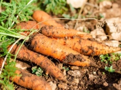 Zawsze sieję marchew w ten sposób. Równe rzędy, ogromne korzenie i zero przerywania