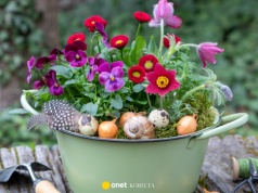 Jakie ptaki wracają na wiosnę z ciepłych krajów? Nie chodzi o bociany