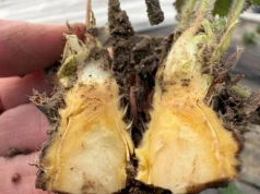 Uszkodzenia mrozowe i szkodniki – monitoring kondycji truskawek w tunelach (20.03.2026)