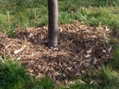 Wysypałeś zrębki w ogrodzie? Jeśli zrobisz ten błąd, chwasty wystrzelą podwójnie