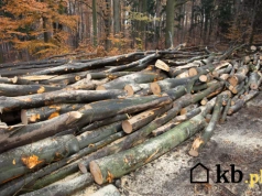 Nie każde drewno jest takie samo. Ten wybór robi różnicę