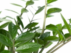 Ugotuj i rozcieńcz z wodą. Po takiej odżywce nie zliczysz liści zamiokulkasa