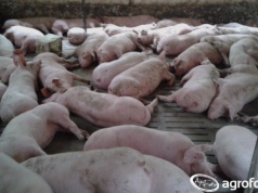 Ceny tuczników 2026 zatrzymały się. Czy teraz spadną?