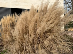 Ogrodnicy ruszyli z sekatorami. Jeśli masz miskanty w ogrodzie, nie przegap tego terminu