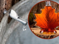 Wiosenna regeneracja po zimie. Poprawia odporność i odmładza. Zbierzesz go właśnie teraz. Sok z klonu jest smaczniejszy niż z brzozy