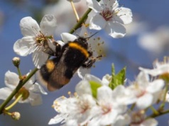 Wielkie wymieranie owadów. O autach, insektach i roślinach, które uciekają