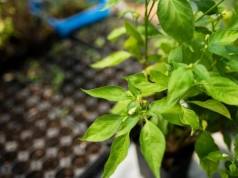 Nie patrz na kalendarz przy pikowaniu papryki. Liczy się ten jeden moment