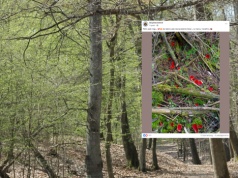 Grzybiarz poszedł do lasu i chwycił za telefon. "Patrz pod nogi"