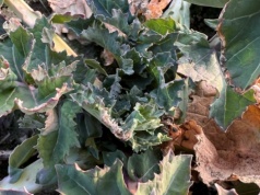 Jak podejść do wiosennej regulacji rzepaku przy ubytku rozety liściowej?