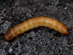 Nowa zaprawa na drutowce i choroby. Ochrona zbóż już od siewu